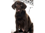 Bavlněné povlečení Štěňátko Hnědý Labrador