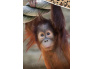 Bavlněné povlečení Opice Orangutan