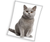 Mikroplyšová deka Britská Kočka Šedá 150x200 cm